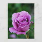 Purple Rose Bud Briefkaart (Voorkant)