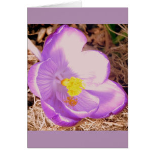 Purple Spring Crocus