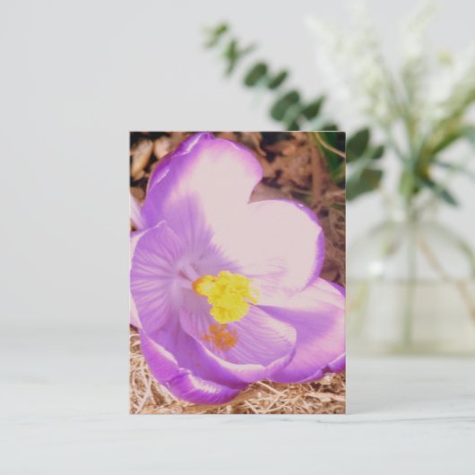 Purple Spring Crocus Briefkaart (Staand voorkant)