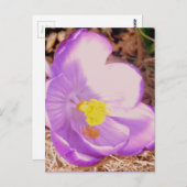 Purple Spring Crocus Briefkaart (Voorkant / Achterkant)