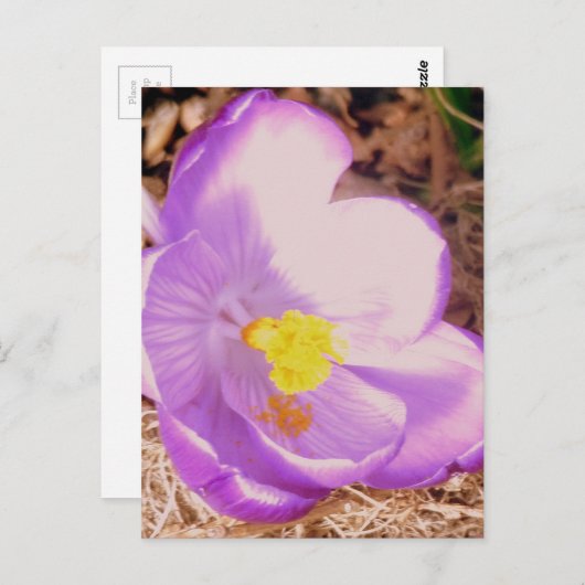 Purple Spring Crocus Briefkaart (Voorkant / Achterkant)