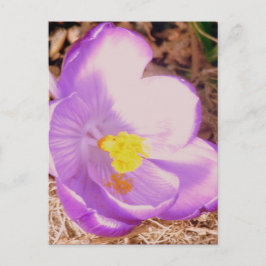 Purple Spring Crocus Briefkaart