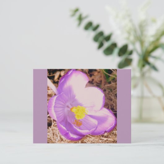 Purple Spring Crocus Briefkaart (Staand voorkant)