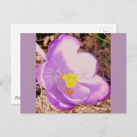 Purple Spring Crocus Briefkaart (Voorkant / Achterkant)