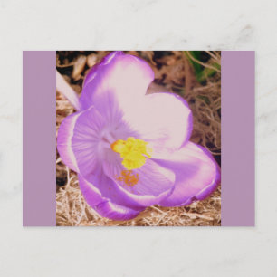 Purple Spring Crocus Briefkaart