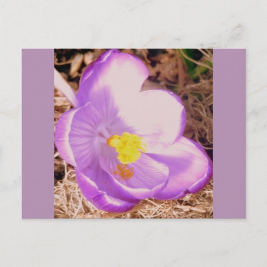 Purple Spring Crocus Briefkaart (Voorkant)