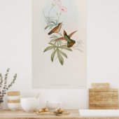 Purple-tailed Avocet Hummingbird by John Gould Poster (Keuken)