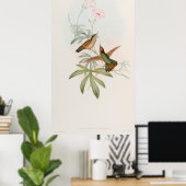 Purple-tailed Avocet Hummingbird by John Gould Poster (Thuiskantoor)