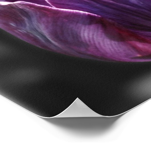 Purple Tulip Flower Partial Color Poster (Hoek)