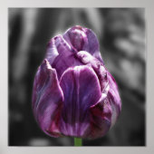 Purple Tulip Flower Partial Color Poster (Voorkant)