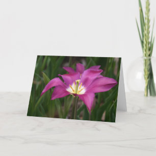 Purple Tulip Kaart
