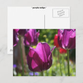 Purple Tulips 2007 Briefkaart (Voorkant / Achterkant)