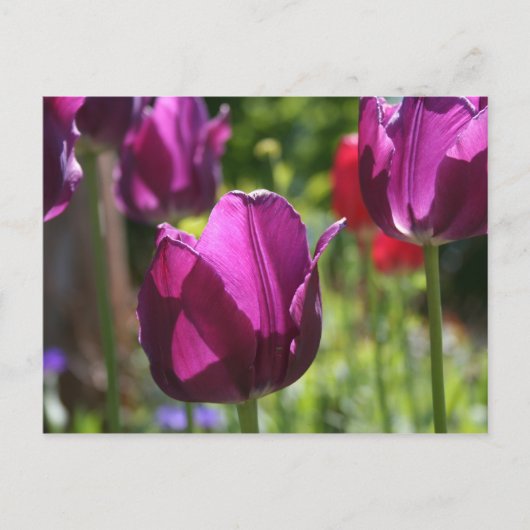 Purple Tulips 2007 Briefkaart (Voorkant)