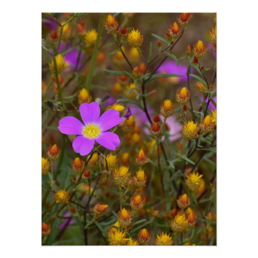 Purple Wildflower – Nature’s Colour Symphony Perfect Poster (Voorkant)