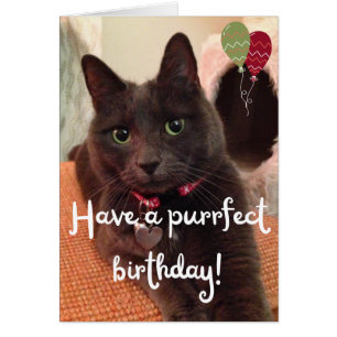Purrfect Cat Photo Birthday Kaart - Blank binnenin