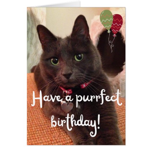 Purrfect Cat Photo Birthday Kaart - Blank binnenin (Voorkant)