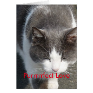 Purrfect Love Cat Kaart