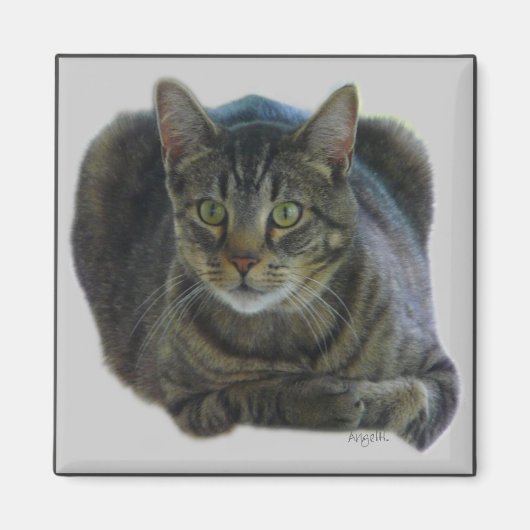 Purrfect magnet (Voorkant)