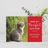 Purrfecte Kattenthema Vakantie Wenskaart Feestdagenkaart (Staand voorkant)
