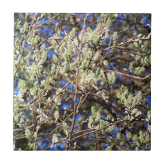 PUSSY WILLOW TEGELTJE
