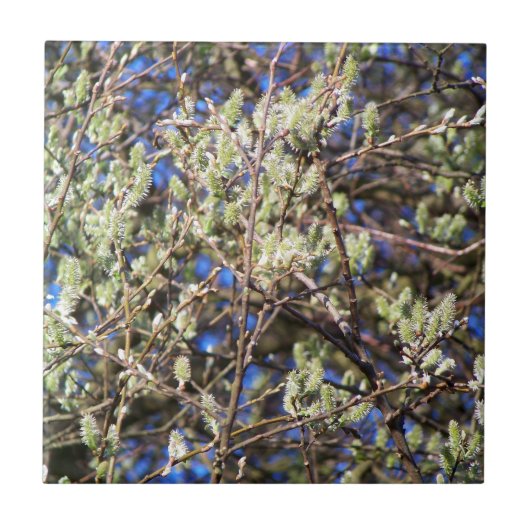 PUSSY WILLOW TEGELTJE (Voorkant)