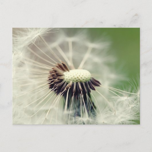 Pusteblume 2013 3 briefkaart (Voorkant)