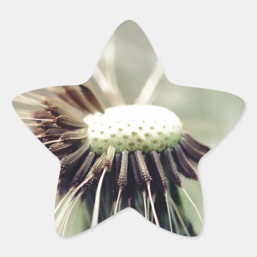 Pusteblume 2013 3 ster sticker (Voorkant)