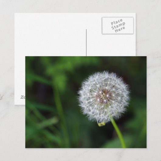 Pusteblume Briefkaart (Voorkant / Achterkant)