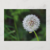 Pusteblume Briefkaart (Voorkant)