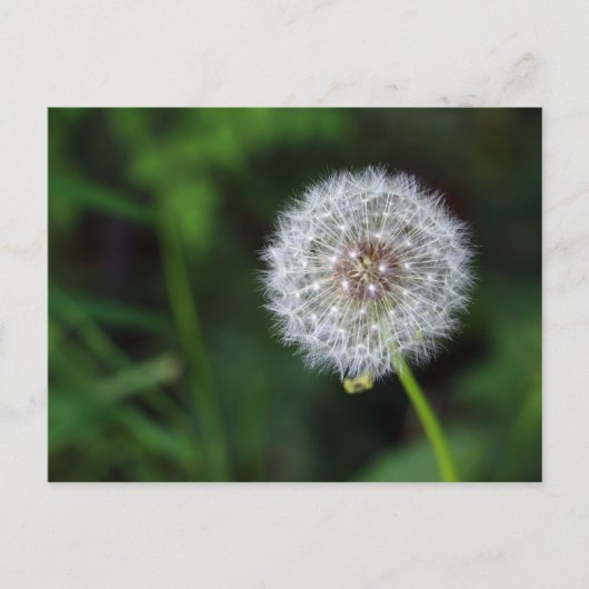 Pusteblume Briefkaart (Voorkant)