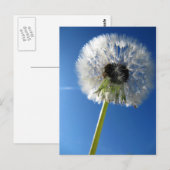 Pusteblume Briefkaart (Voorkant / Achterkant)