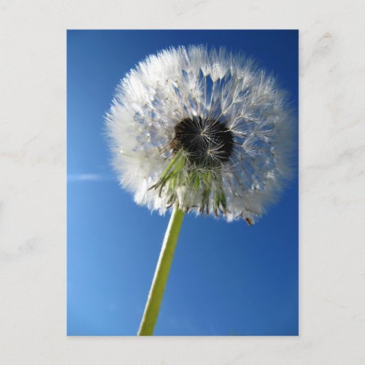Pusteblume Briefkaart (Voorkant)