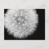 Pusteblume Briefkaart (Voorkant)