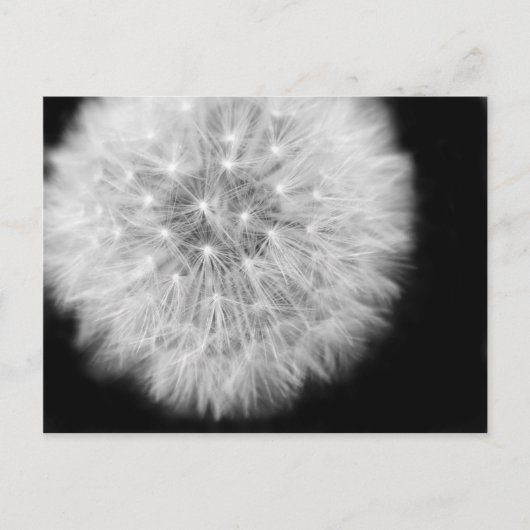 Pusteblume Briefkaart (Voorkant)