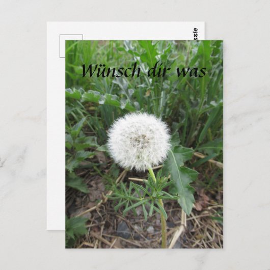 Pusteblume Briefkaart (Voorkant / Achterkant)