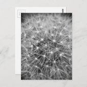 Pusteblume Briefkaart (Voorkant / Achterkant)