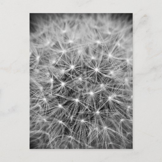 Pusteblume Briefkaart (Voorkant)