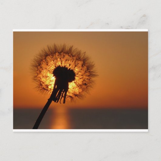 Pusteblume/Dandelion Briefkaart (Voorkant)