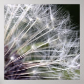 Pusteblume Poster (Voorkant)