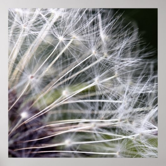 Pusteblume Poster (Voorkant)