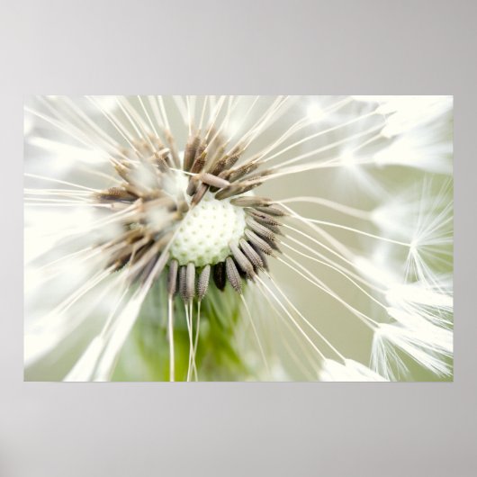 Pusteblume Poster (Voorkant)