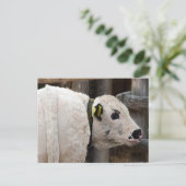 Pustertal Pied Calf Briefkaart (Staand voorkant)