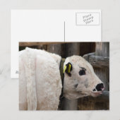 Pustertal Pied Calf Briefkaart (Voorkant / Achterkant)