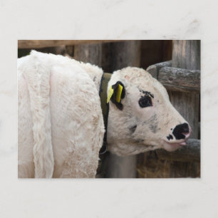 Pustertal Pied Calf Briefkaart