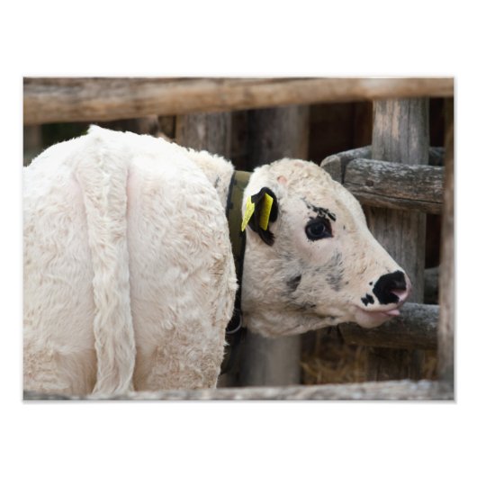 Pustertal Pied Calf Foto Afdruk (Voorkant)