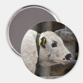 Pustertal Pied Calf Magneet (Voorkant / Achterkant)