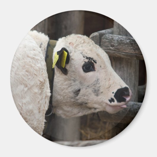 Pustertal Pied Calf Magneet (Voorkant)