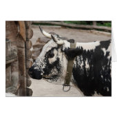 Pustertal Pied Koe (Voorkant Horizontaal)