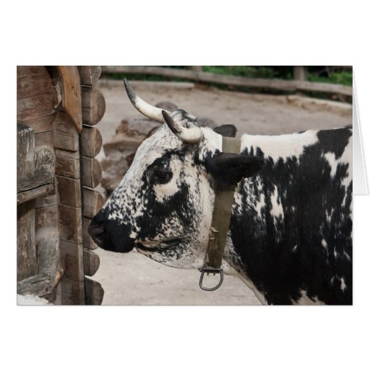 Pustertal Pied Koe (Voorkant Horizontaal)