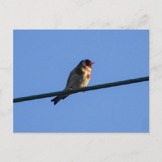 Putter briefkaart (Voorkant)